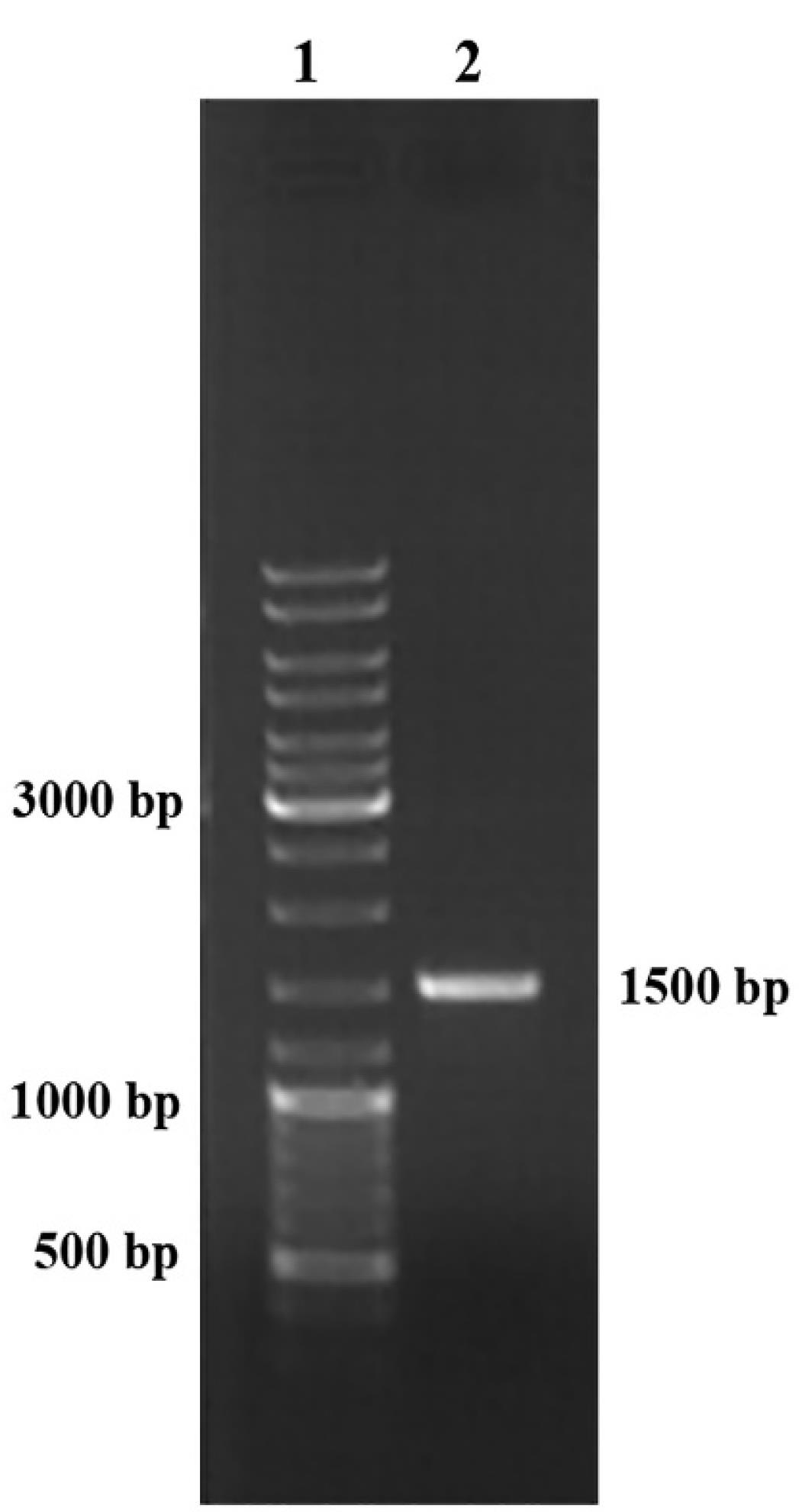 ajcmi-11-147-g001