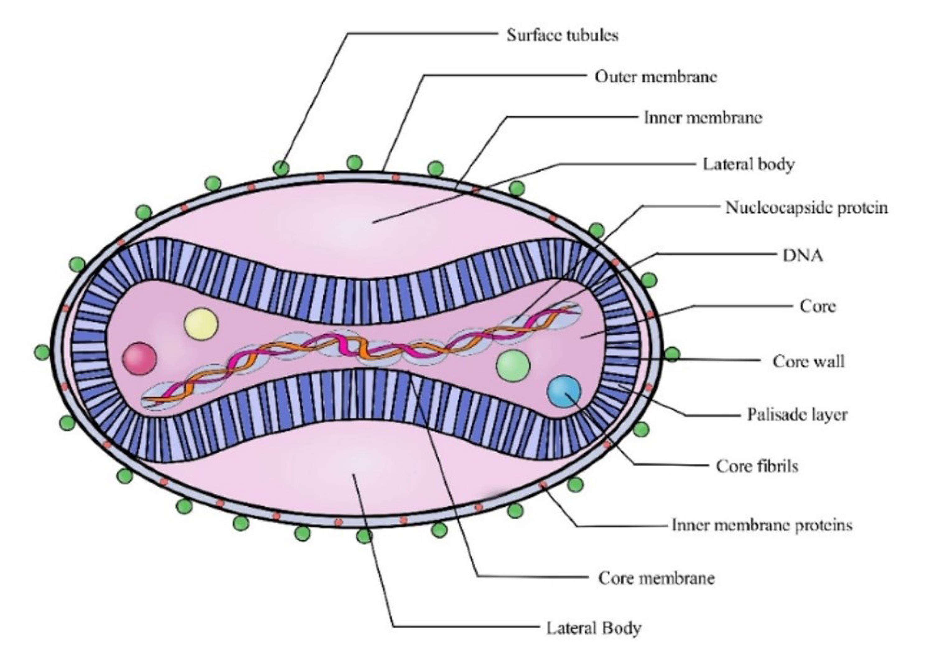 ajcmi-11-191-g001
