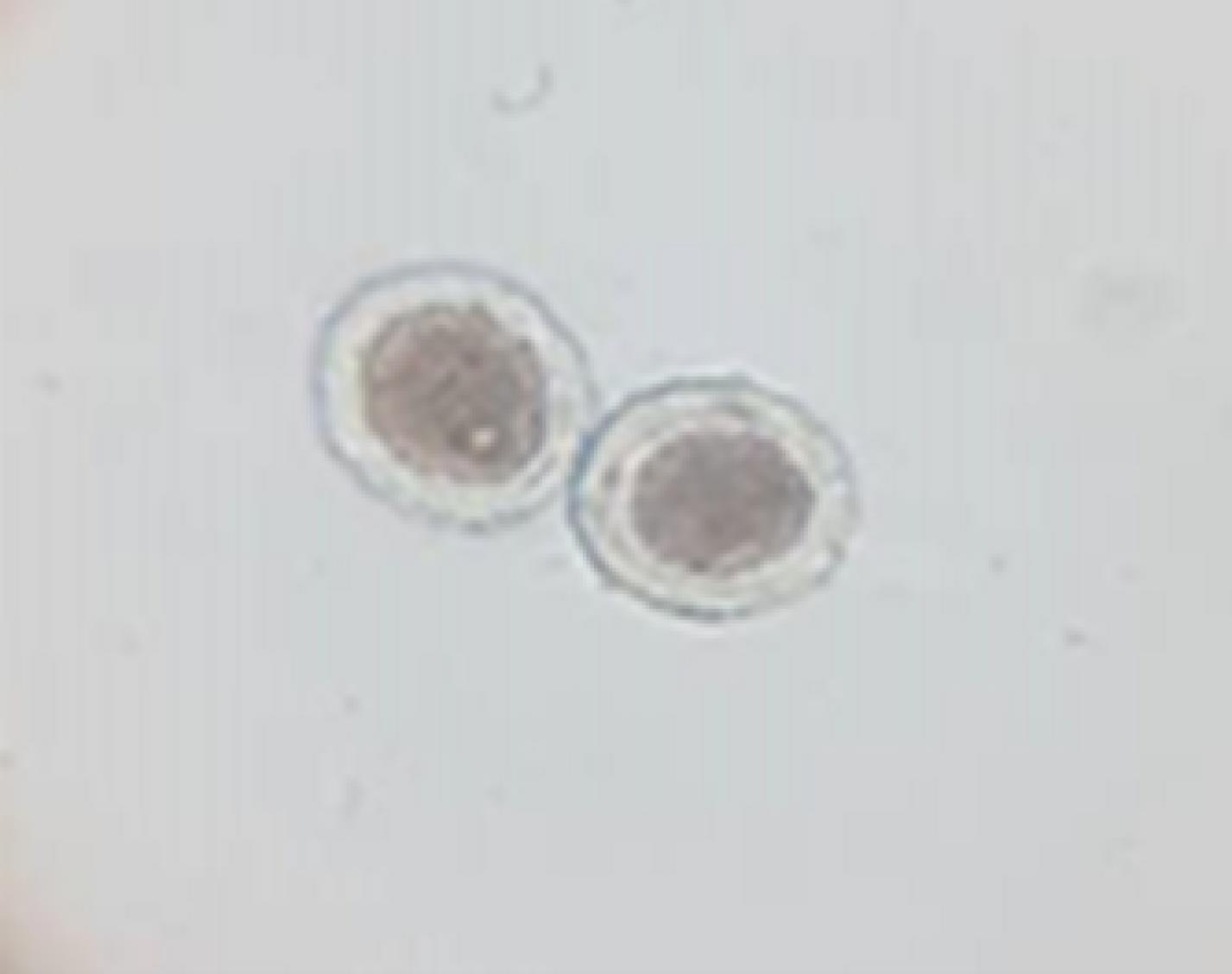 ajcmi-12-129-g001