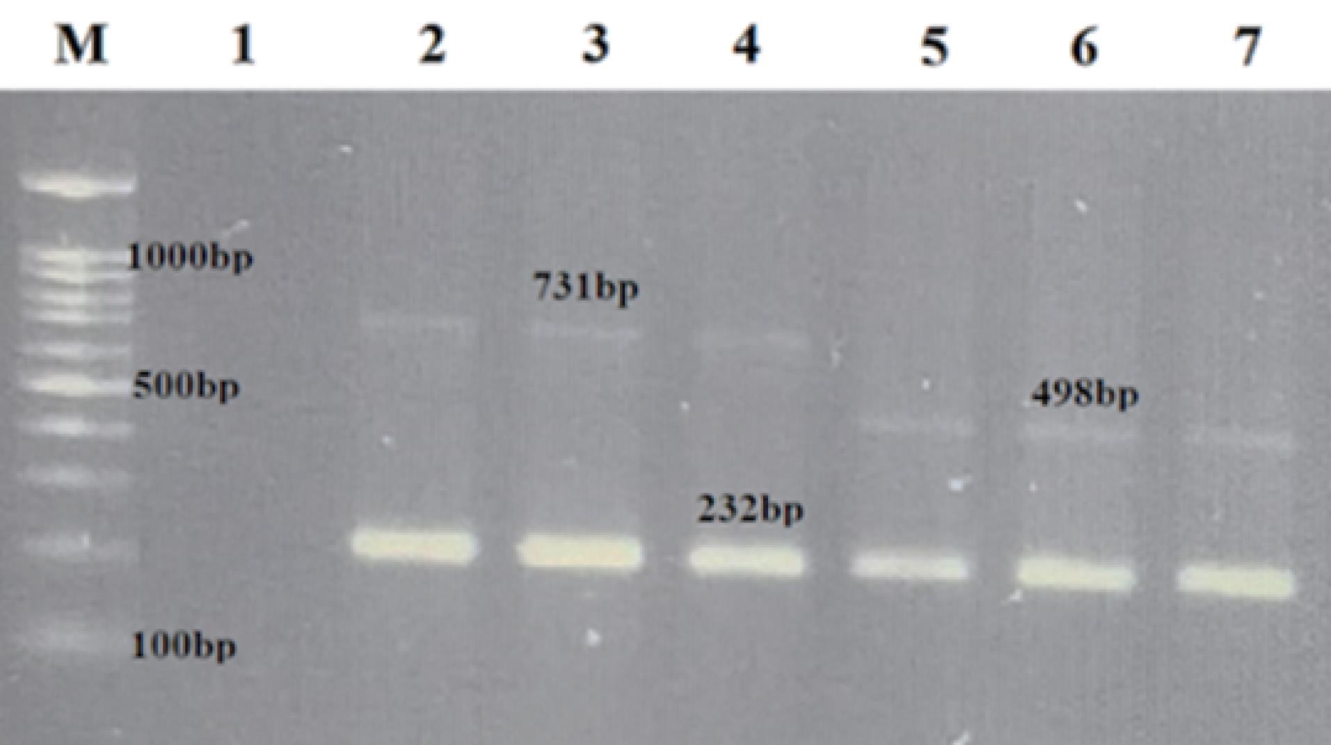 ajcmi-12-173-g001