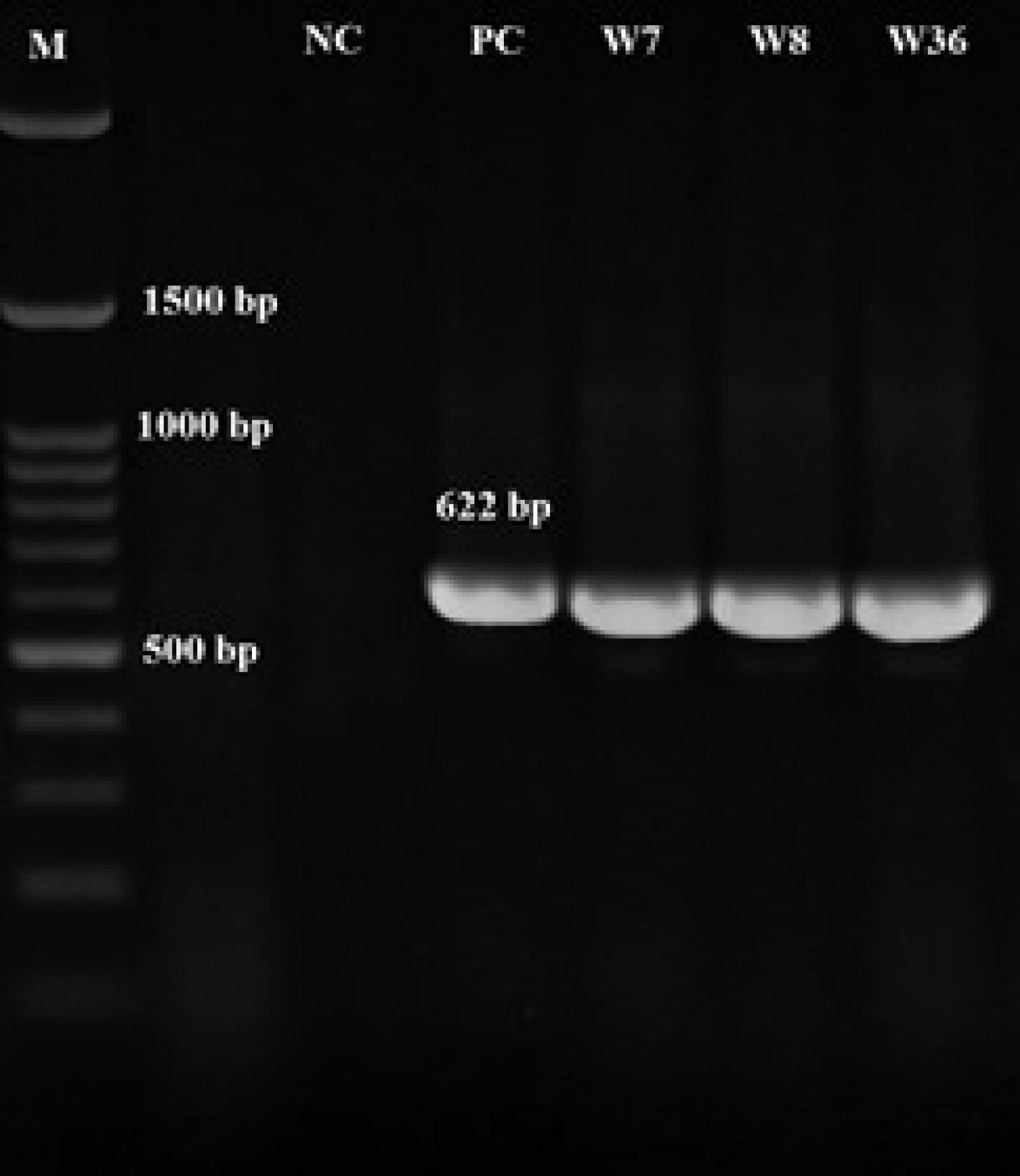 ajcmi-12-188-g003