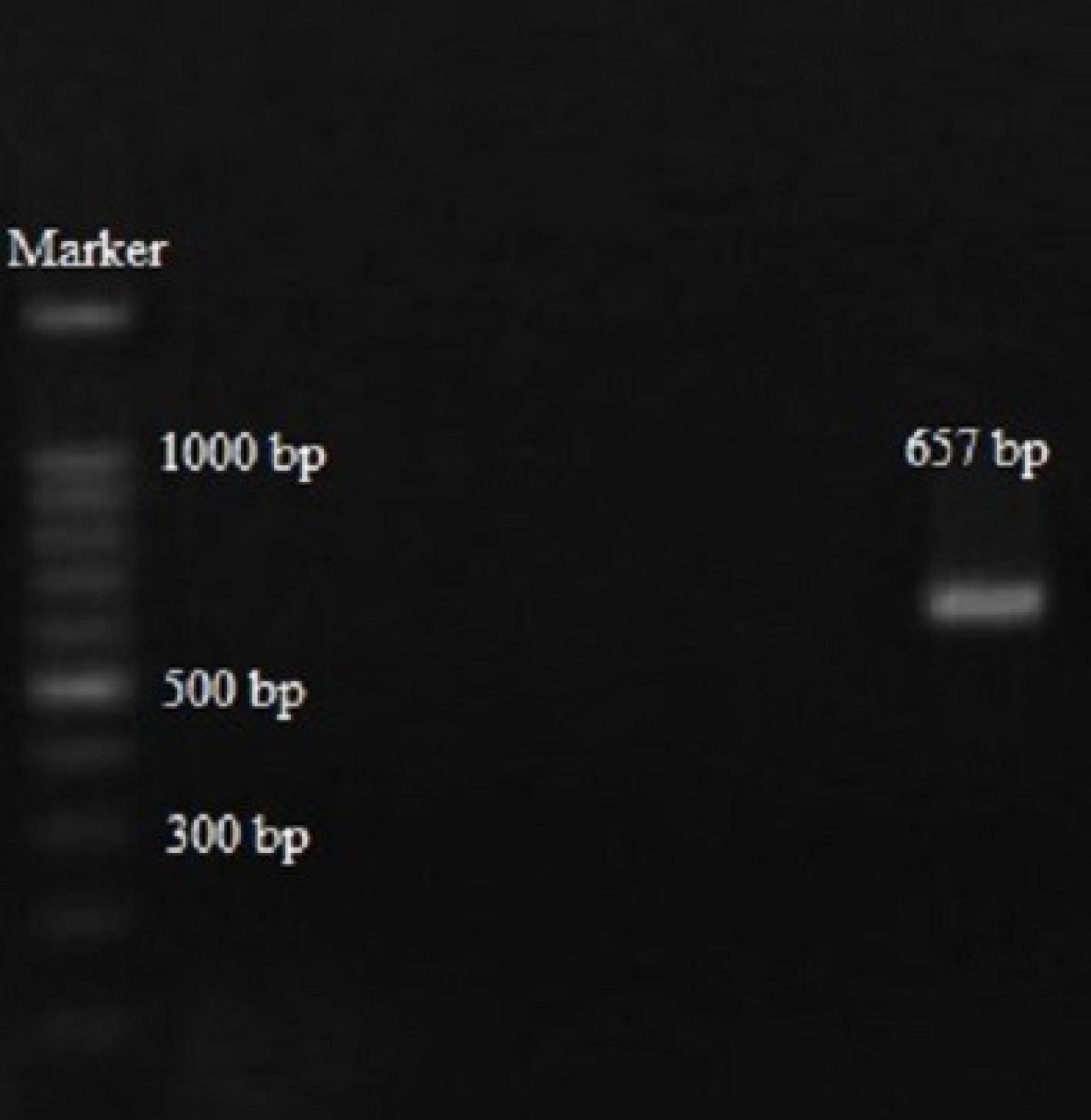 ajcmi-12-188-g004