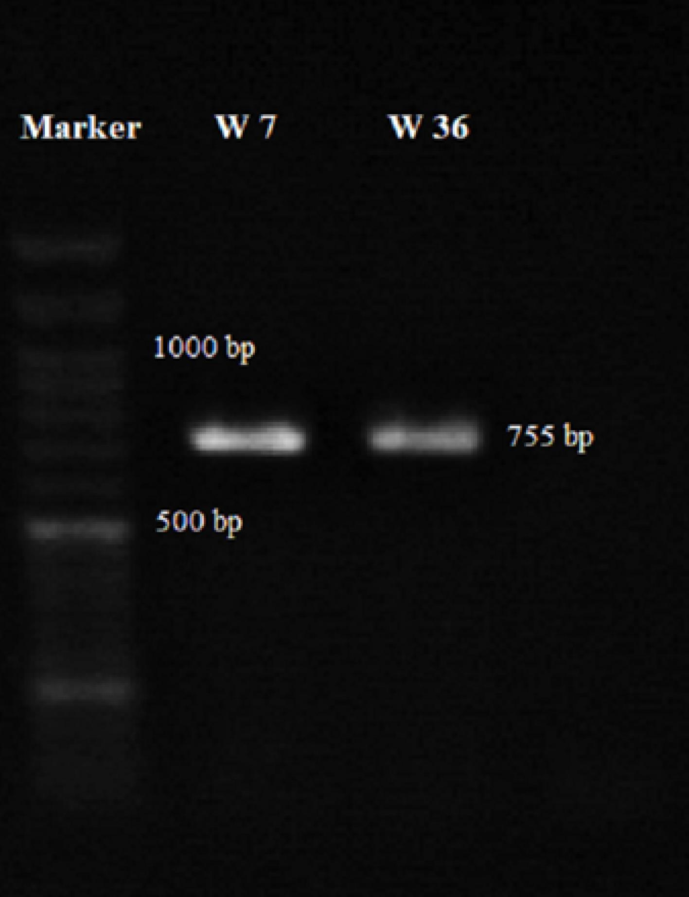 ajcmi-12-188-g005