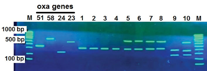 ajcmi-8-89-g002